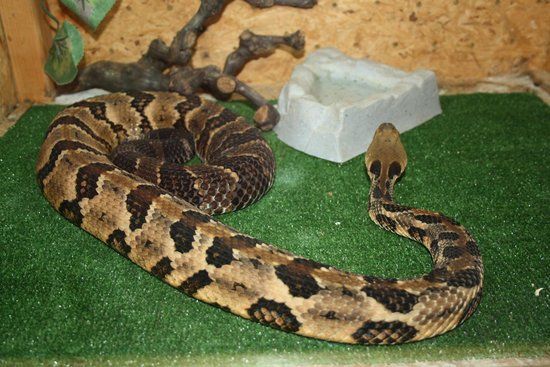 Museum der Naturgeschichte